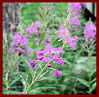 Fireweed Photo